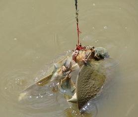 武汉偷甲鱼最新爆料,深夜盗猎者上演“水中盗宝”惊心动魄一幕