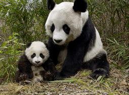 社会熊猫新闻爆料视频,视频揭秘事件真相