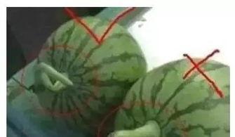 QQ上免费的吃瓜群有什么坏处,揭秘免费吃瓜群背后的潜在风险与弊端