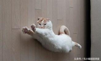 热门爆料猫咪视频,揭秘热门猫咪视频背后的萌宠故事